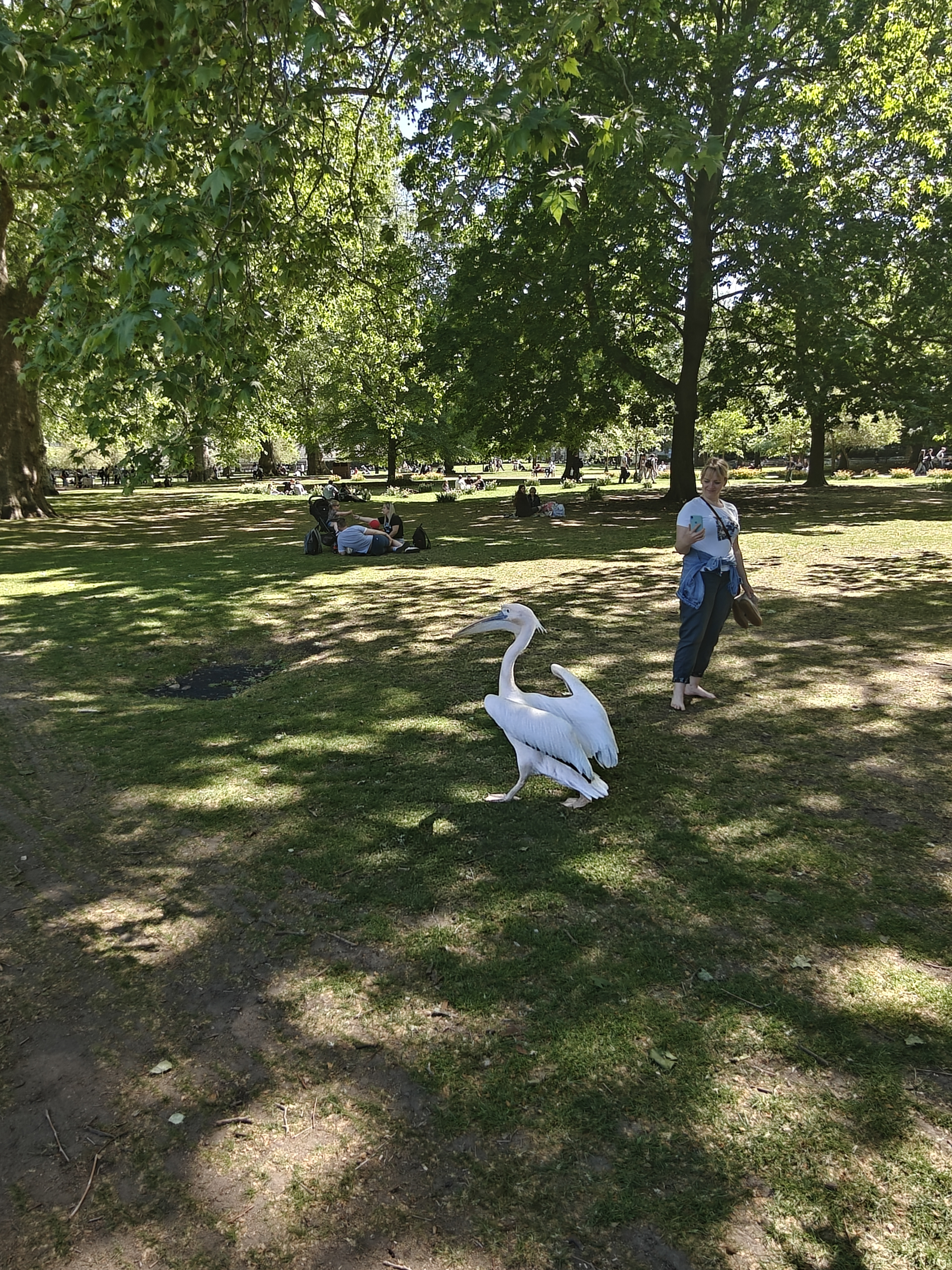 Park near Buckingham Palace
